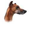 Azwakh Mom