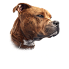 American Staffordshire Terrier Mom