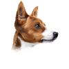 Basenji Mom