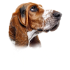 Basset Hound Mom