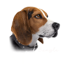 Beagle Mom
