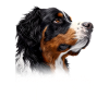 Bernese Mountain Dog Mama