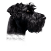 Black Russian Terrier Mom