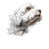 Bolognese Mom