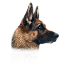 Belgium Shepherd Mama