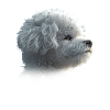 Bichon Frise Maman