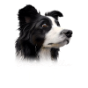 Border Collie Mom