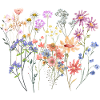 Wild Flowers
