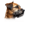 Border Terrier Mom