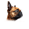 Brussels Griffon Mom