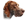 Bracco Italiano Mama