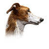Borzoi Mama