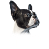 Boston Terrier Mom