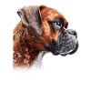 Boxer Mom