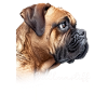 Bullmastiff Mama