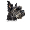 Cairn Terrier Mom