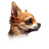 Chihuahua Mom