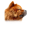 Chow Chow Mama