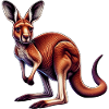 Kangaroo