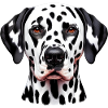 Dalmatian Dog