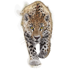 Gepard Leopard für Raubtier Fans