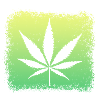Kiffen Weed Ganja