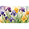 Iris Romantiques - Aquarelles