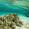 Ocean life