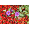 GENTIAN