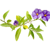 GENTIAN