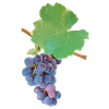 Grapes – fruity elegance