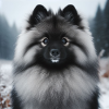 Gorgeous Wolfspitz