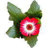 Aster – Autumn Poetry in Lines