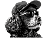 Poodle Daddy