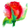 schöne Rosa