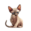 Sphynx Kätzchen Sphynx Katze
