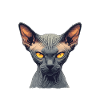 Chaton Sphynx Chat Sphynx
