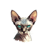 Chaton Sphynx Chat Sphynx
