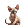 Chaton Sphynx Chat Sphynx