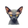 Chaton Sphynx Chat Sphynx
