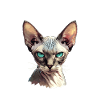 Chaton Sphynx Chat Sphynx