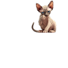 Sphynx Kätzchen Sphynx Katze