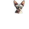 Sphynx Kitten Sphynx Cat