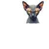 Sphynx Kätzchen Sphynx Katze