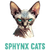 Sphynx Kitten Sphynx Cat