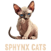Sphynx Kätzchen Sphynx Katze