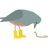 Pigeon with worm