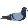 Dove