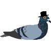 Dove with hat