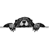 Otter im wasser